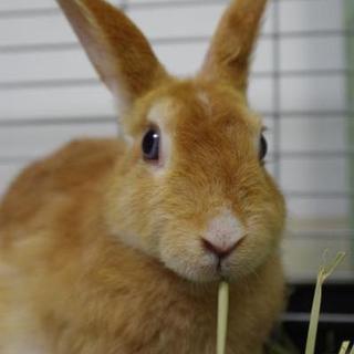 保護うさぎ8番、シータちゃん⇒関東移送致しました