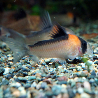 コリドラス 優雅なアドルフォイ