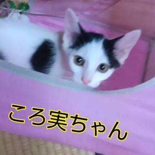 おてんばなころ実ちゃん