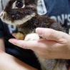 保護うさぎ9番、サツキちゃん サムネイル2