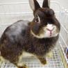 保護うさぎ9番、サツキちゃん サムネイル4