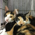 ミケ猫姉妹