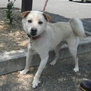 里親さんが見つからずレスキューしました☆