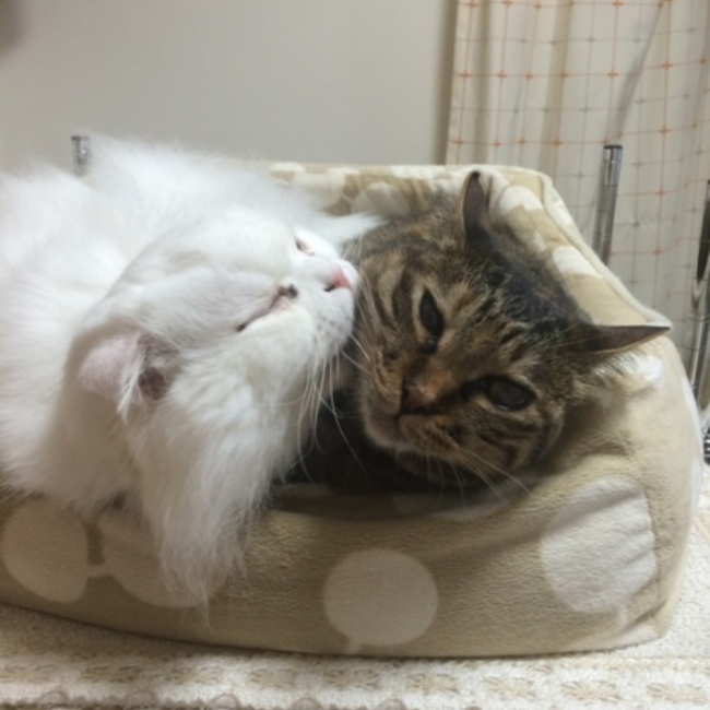 こたpのカバー写真