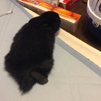 クロ