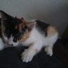 性格が優しい見事な三色三毛猫　雌　一か月半　 サムネイル2