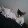 性格が優しい見事な三色三毛猫　雌　一か月半　 サムネイル3