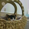 性格が優しい見事な三色三毛猫　雌　一か月半　 サムネイル6