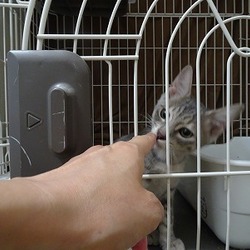 「シャーシャー猫から甘えん坊さんへ慣らし中～」サムネイル1