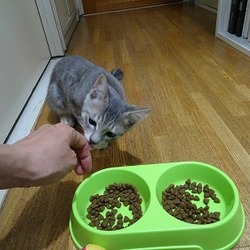 「シャーシャー猫から甘えん坊さんへ慣らし中～」サムネイル2