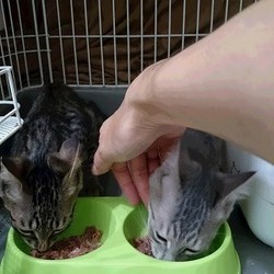 「シャーシャー猫から甘えん坊さんへ慣らし中～」サムネイル3