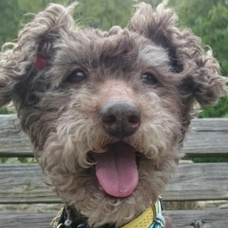 今は花丸家庭犬！トイレもバッチリ　トイプー・モグ君