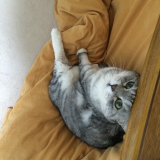 事情により急遽里親募集です！