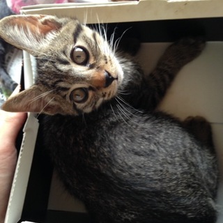 子猫の家族を探しています！