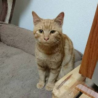 里親様が決定しました(*´∀`)♪