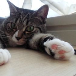 「おヒゲは何色？」サムネイル2