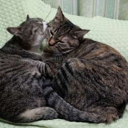 「おヒゲは何色？」サムネイル3