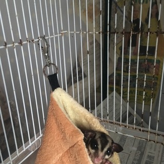 フクロモモンガ オス2才 慣れてます