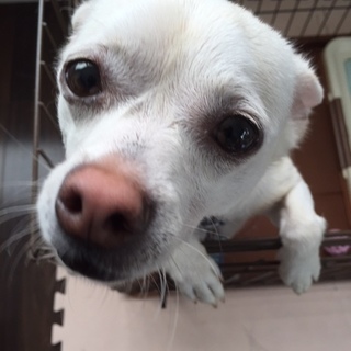 可愛がって頂ける方に差し上げます。