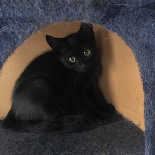 甘えたさんで活発なとても可愛い仔猫のるなです♫  