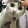 ちょうどカメラ目線になったのでパシャリ