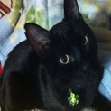 黒猫ジャックくんの里親様を探しています。