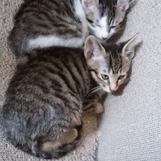 子猫に愛の手を！