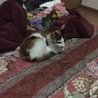じゃんぼ。