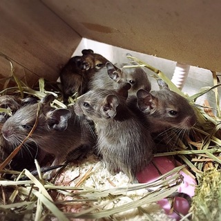 デグー七つ子里親募集！