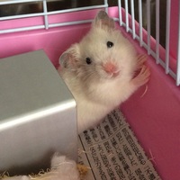 クマ吉