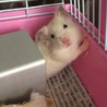 クマ吉