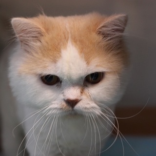 スコティッシュフォールド男の子！！