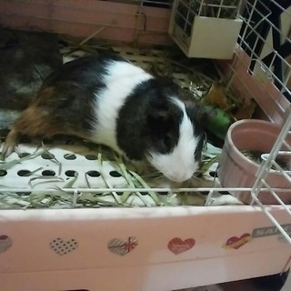 今年１月下旬三毛イングリッシュモルモット♂里親募集