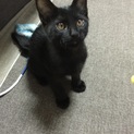 黒猫 生後3ヶ月 メスです。