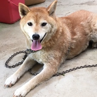 里親を探しています