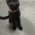 黒猫 生後3ヶ月オス猫