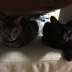 飼いやすいのか、飼いにくいのか