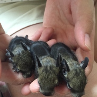 デグー赤ちゃん 7月31日生まれ✨7匹います