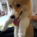 コーギー　仔犬　女の子　６ヶ月