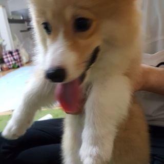 コーギー　仔犬　女の子　６ヶ月