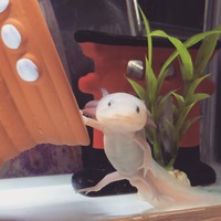 もさ