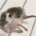 引越しのため泣く泣くです