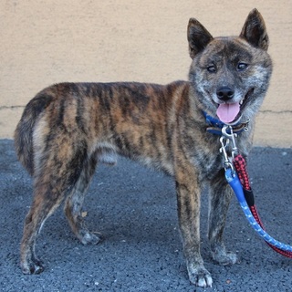 寡黙で穏やか〜♫甲斐犬のカイです　