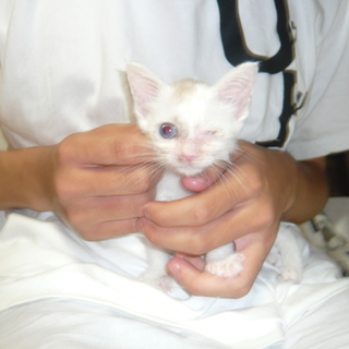 人懐っこい片眼くんを家族にして下さい。