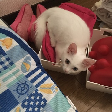 箱入り娘しーちゃん