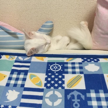 サンドイッチしーちゃん