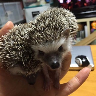 ヨツユビハリネズミ里親募集！