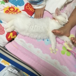 「みーちゃんの悲劇」サムネイル1