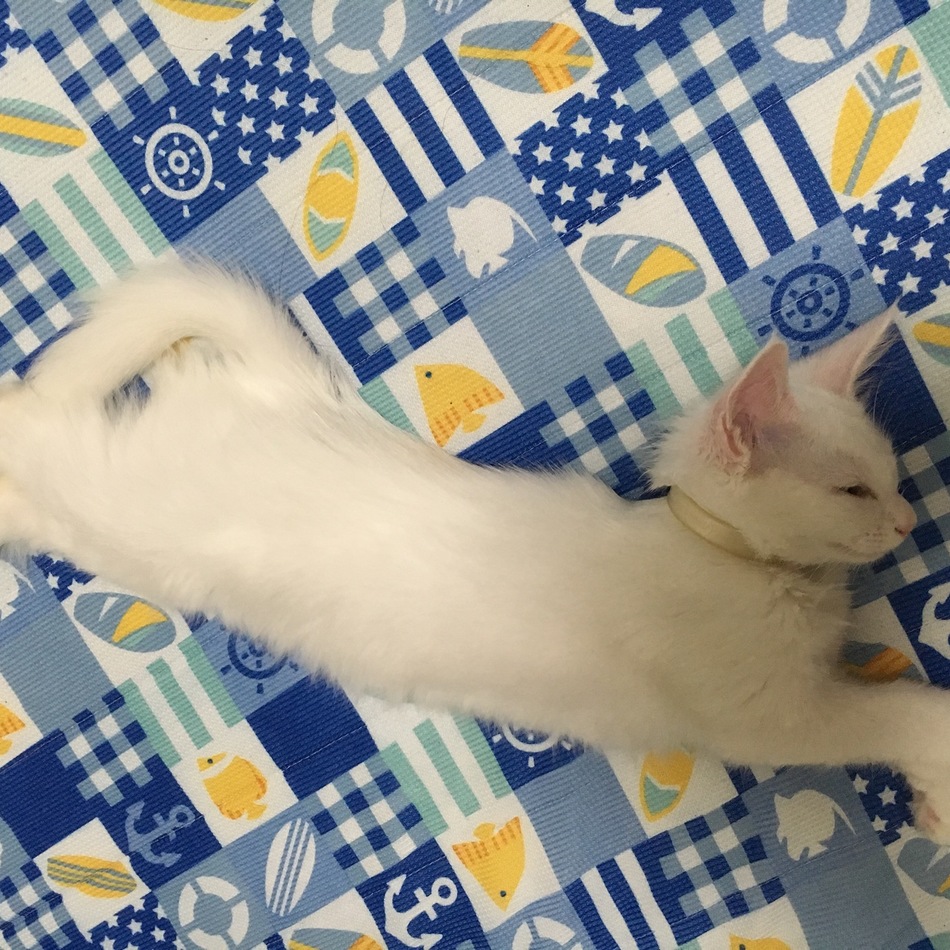 シルクのカバー写真