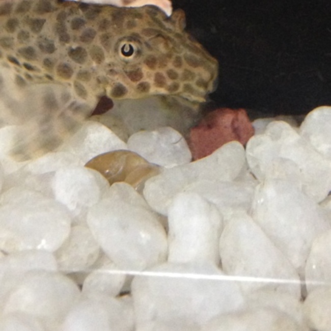 ちもゆめこのカバー写真